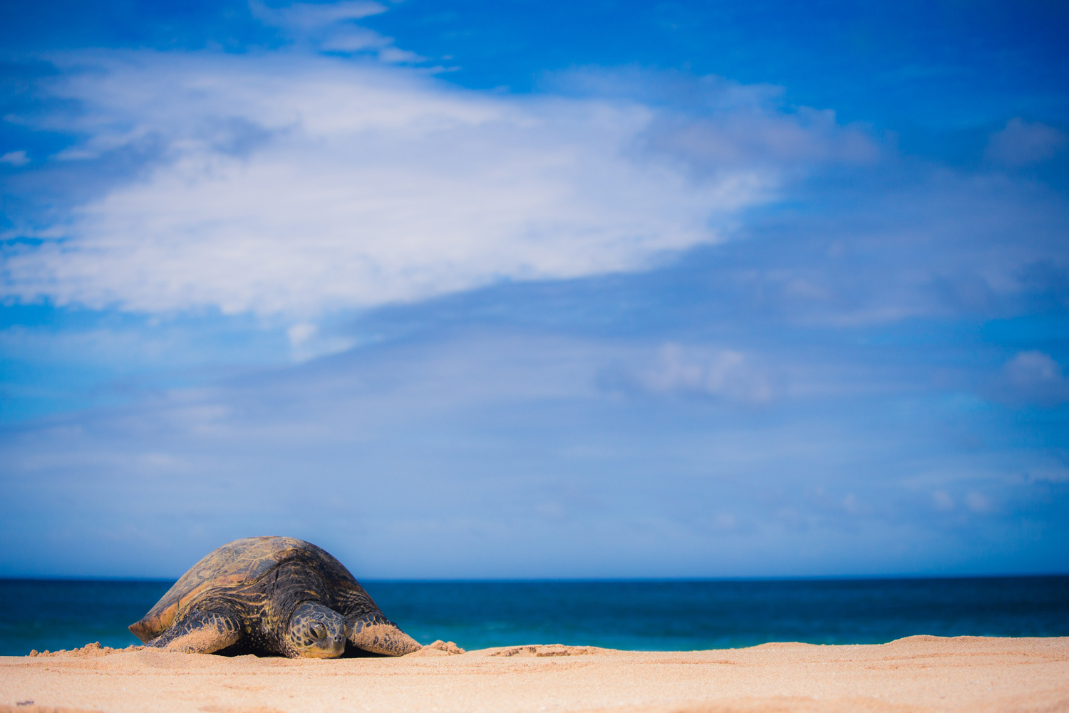 It's a wonderful sight to stumble across a turtle on a quiet beach. This fella was 4ft long.