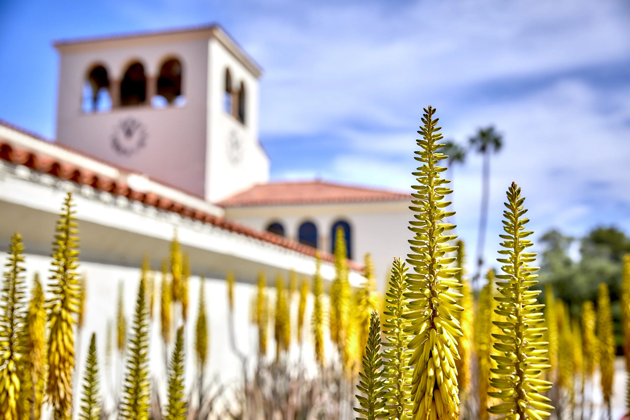 Aloe Blossom_2April2019_Aloe Blossom_2April2019_7V9A2911.JPG