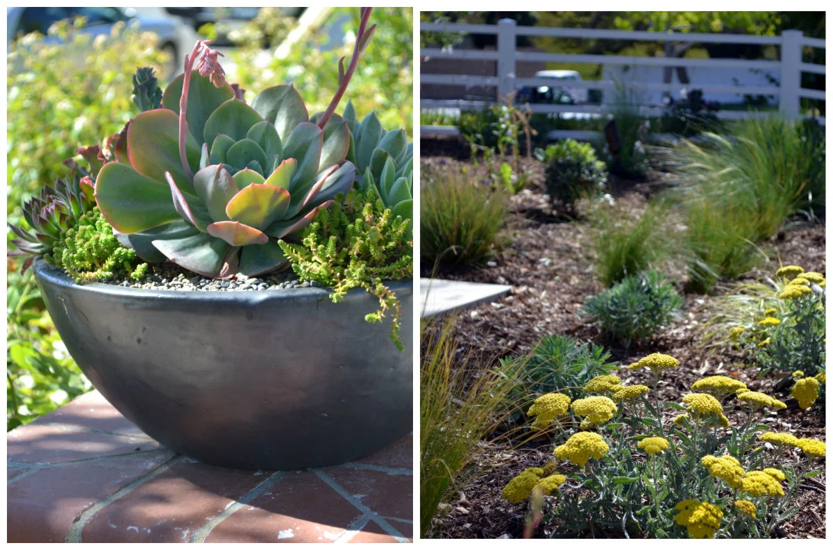 A TOUCH OF YELLOW GARDEN DESIGN