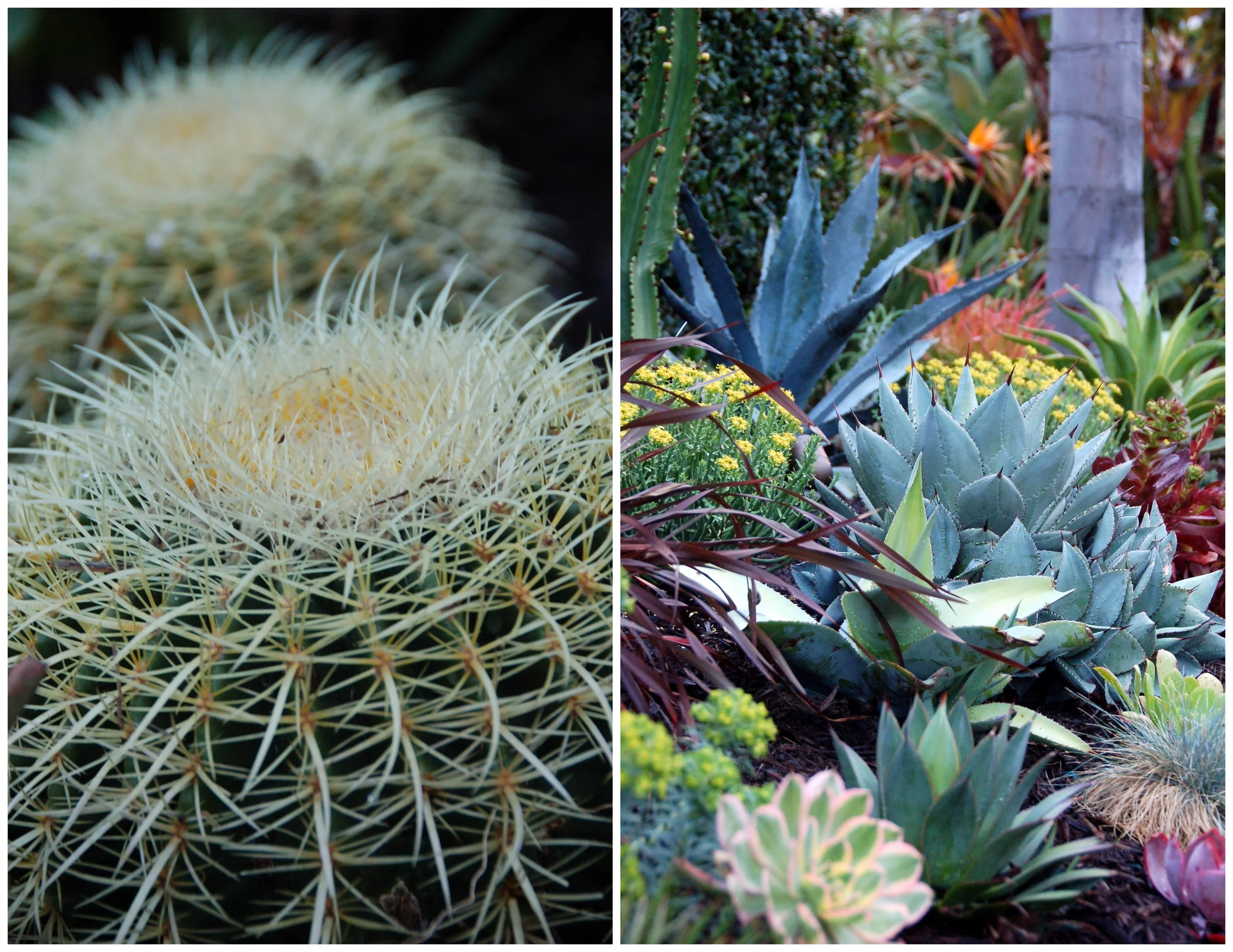 SUCCULENT GARDEN DESIGN