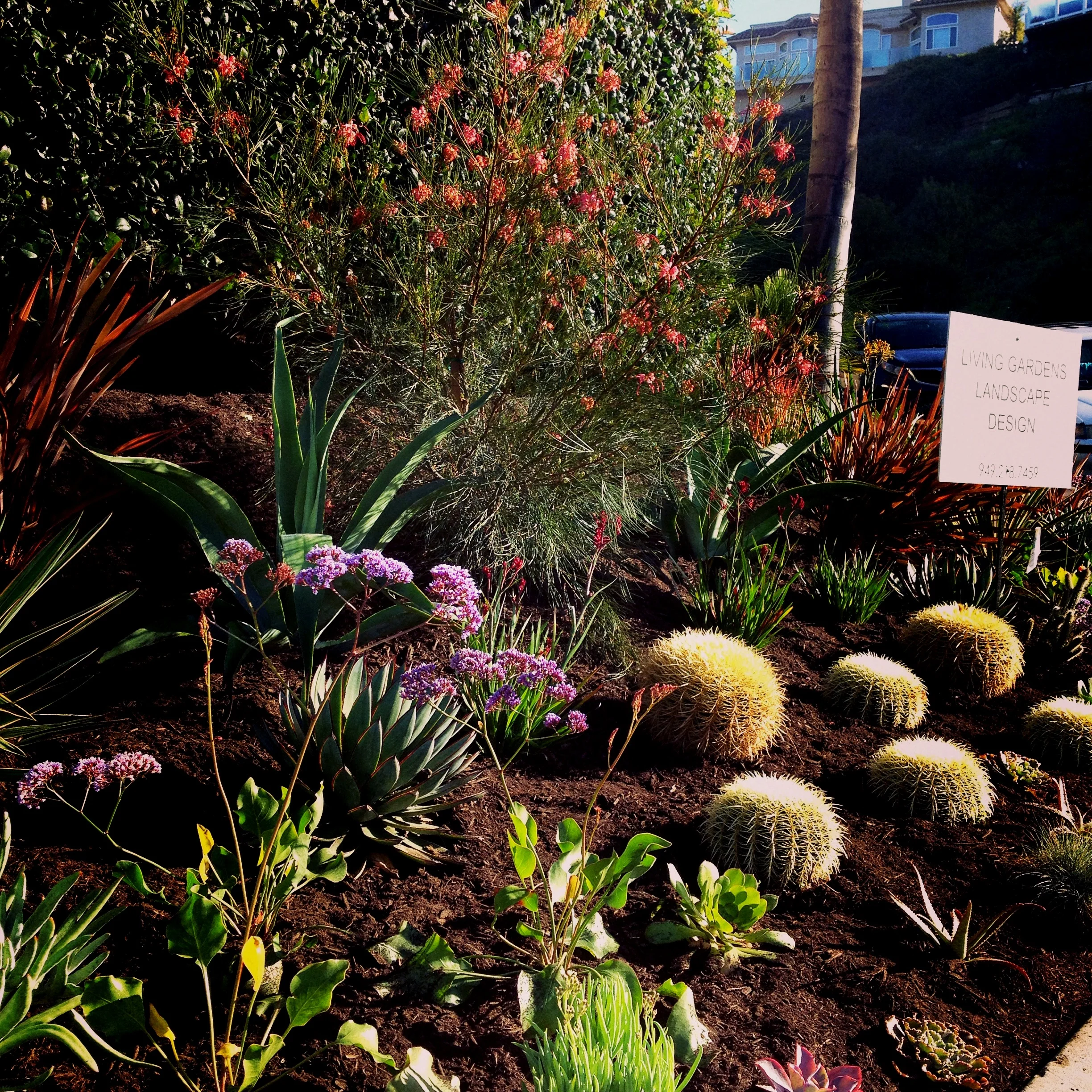 SUCCULENT GARDEN DESIGN