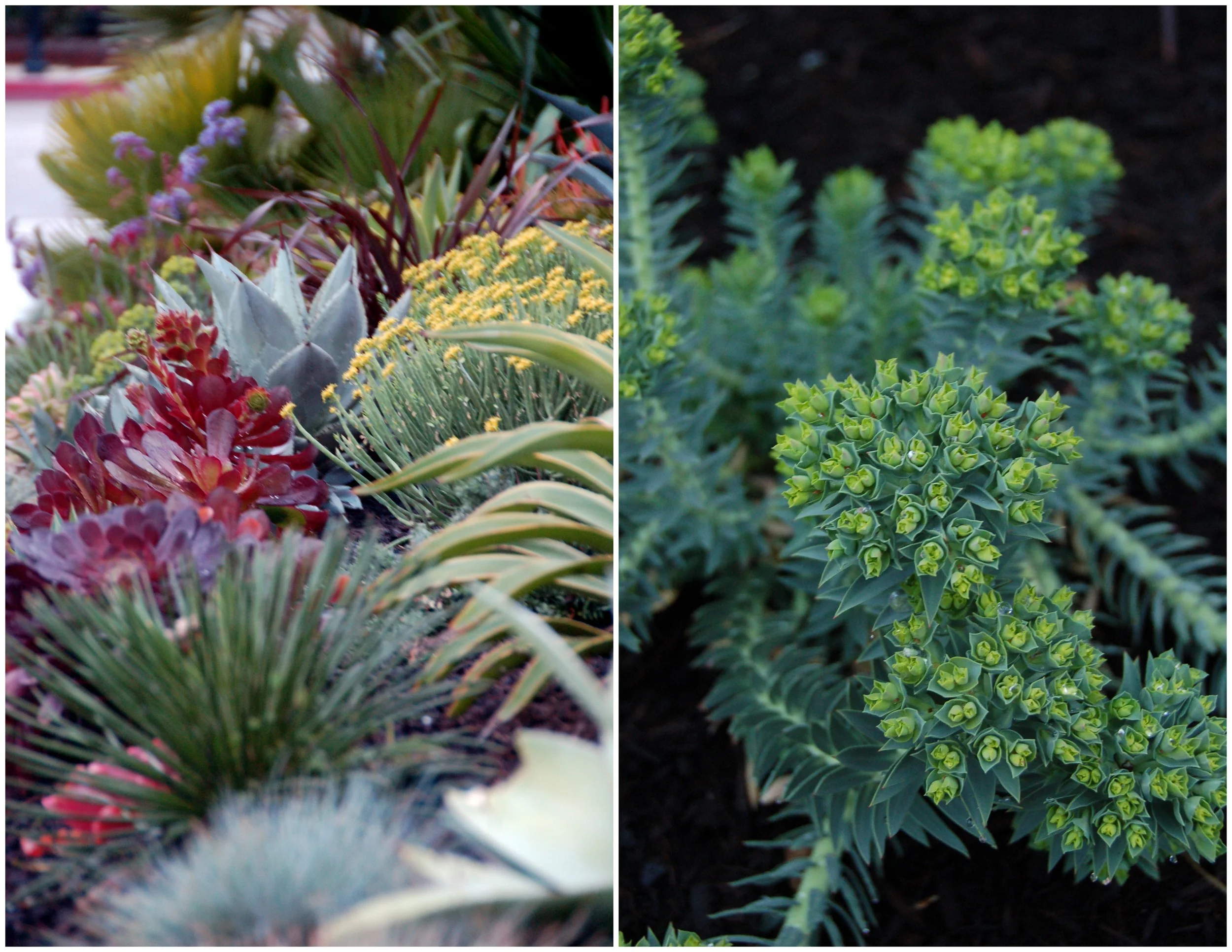 SUCCULENT GARDEN DESIGN