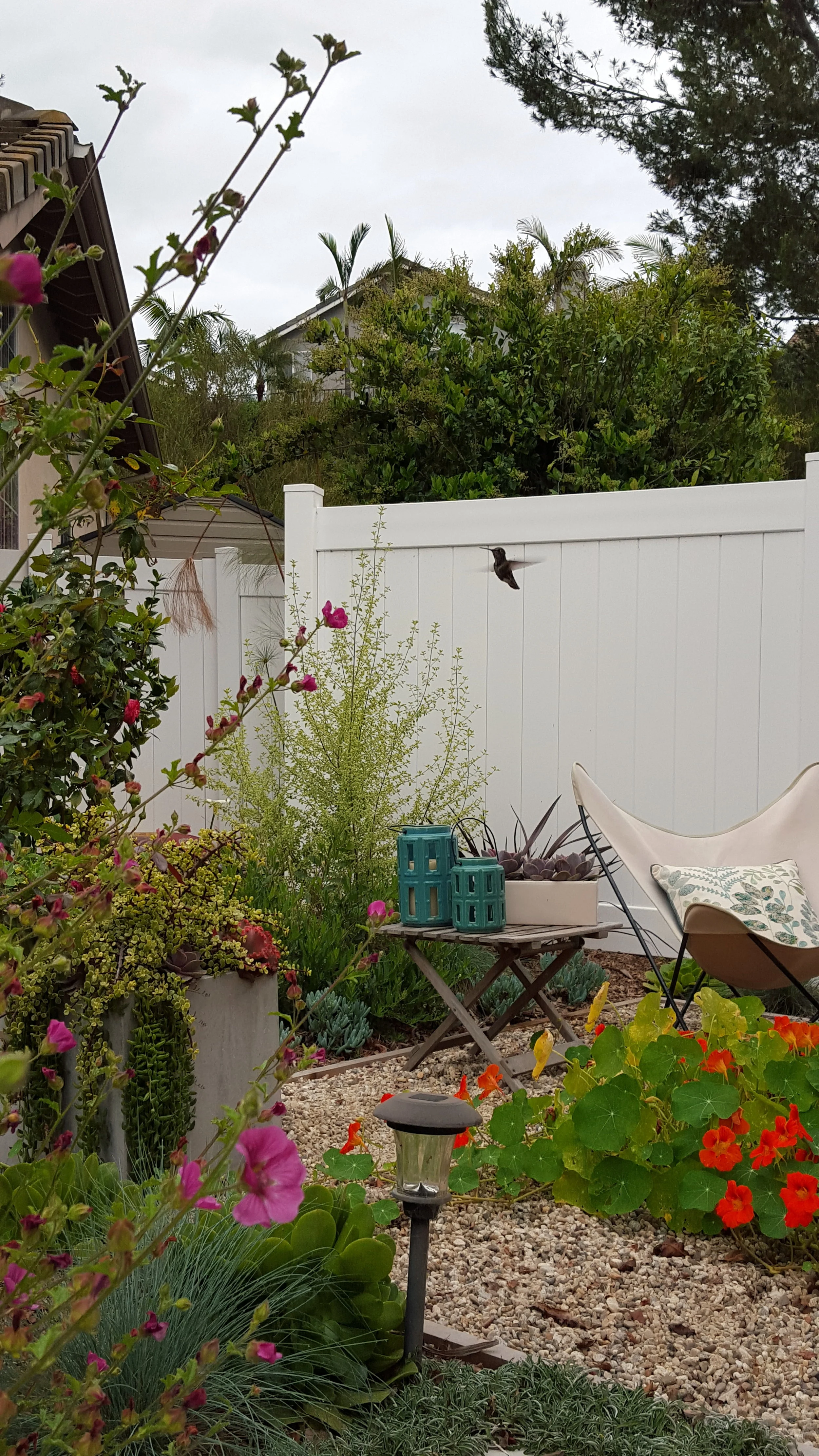HUMMINGBIRD GARDEN DESIGN