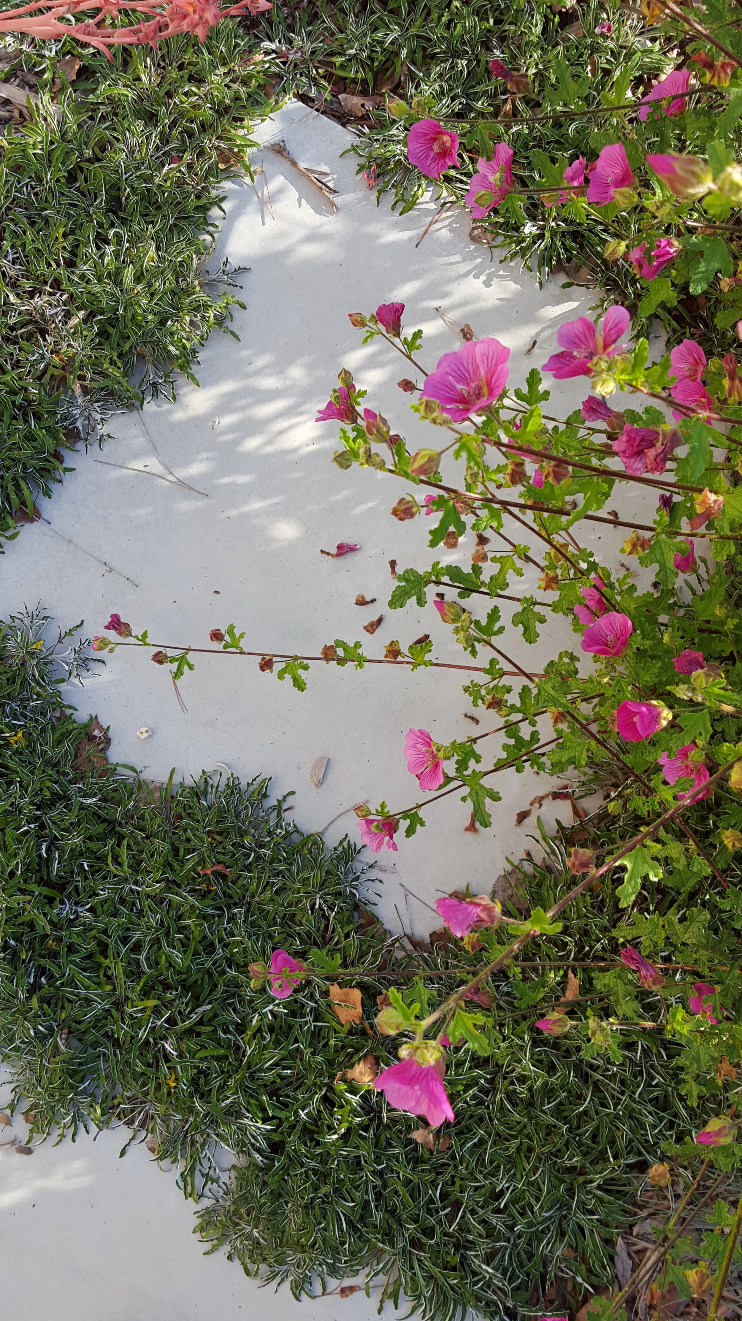 HUMMINGBIRD GARDEN DESIGN