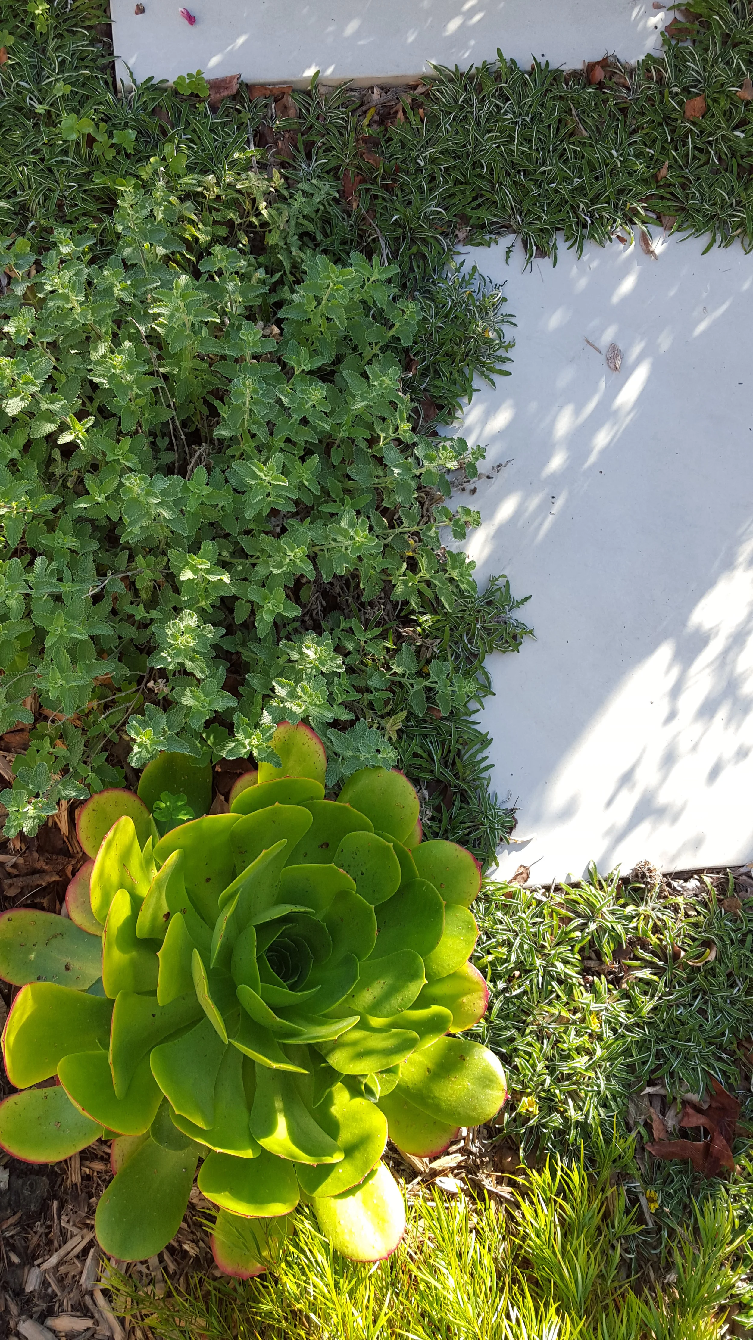 HUMMINGBIRD GARDEN DESIGN