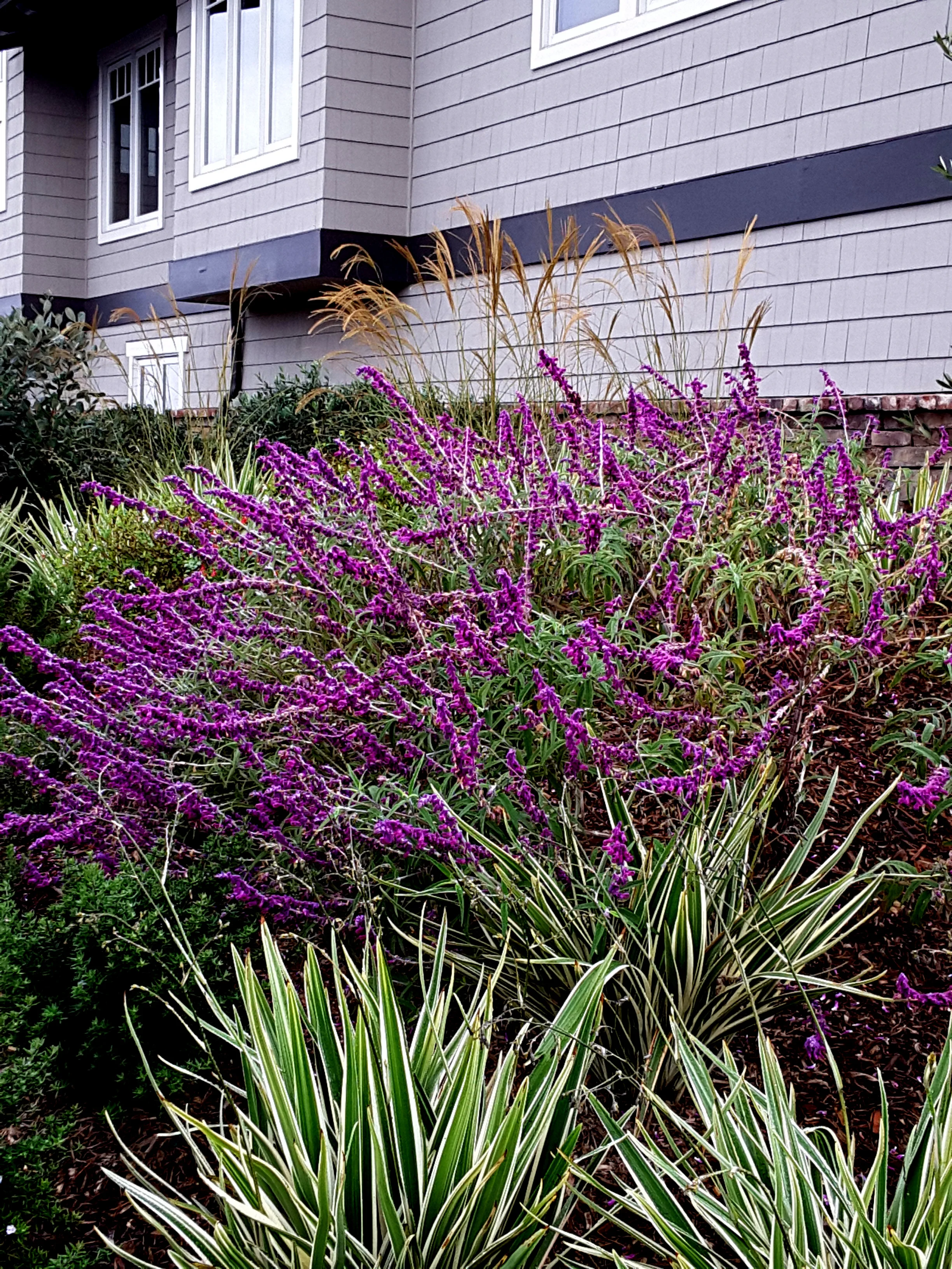 MONARCH BEACH CRAFTSMAN GARDEN DESIGN