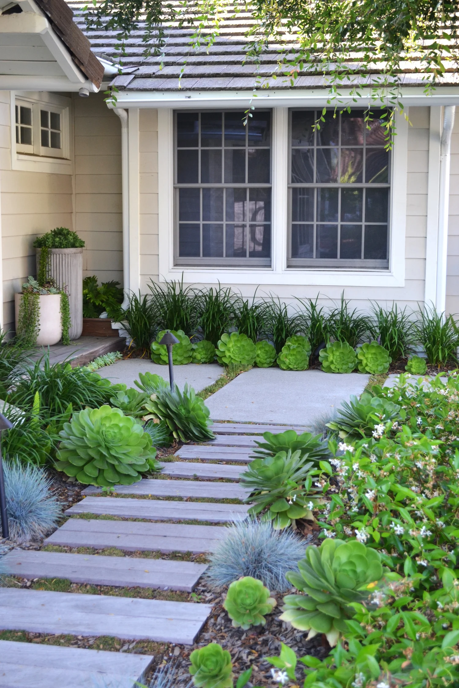 Jasmine — Living Gardens Landscape Design