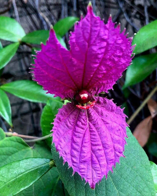 I spy a little creature with eyes.⁠ It might not be real, but it sure looks that way. Let your imagination get creative today. 📷 by @JenKleiner⁠
.⁠
.⁠
.⁠
.⁠
.⁠
.⁠
.⁠
.⁠
.⁠
.⁠
.⁠
.⁠
.⁠
.⁠
.⁠
.⁠
.⁠
.⁠
#naturalmedicine #lifecoach #bethesource #naturehe