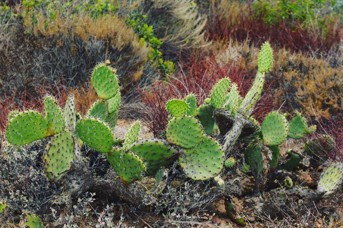 Pretty and prickly at the same time. Embrace your duality. 📷: @jenkleiner