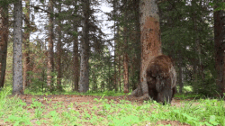 bear-testing.gif