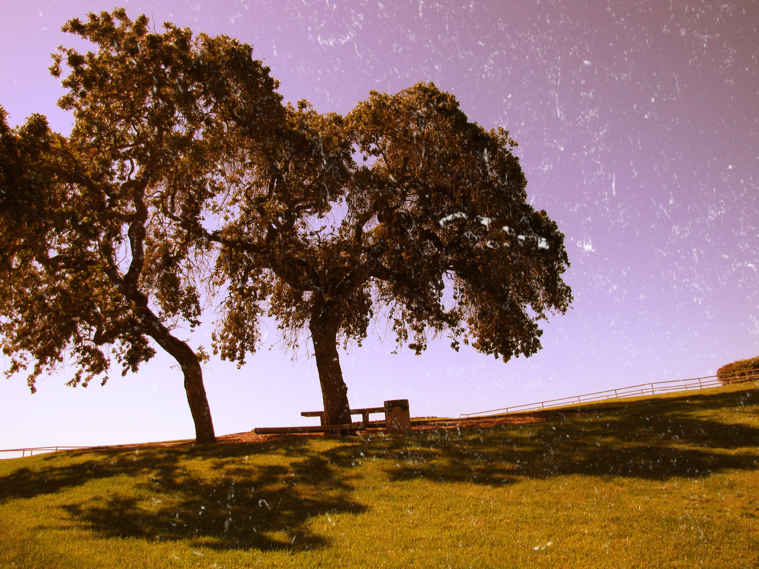 Crooked Tree.jpg