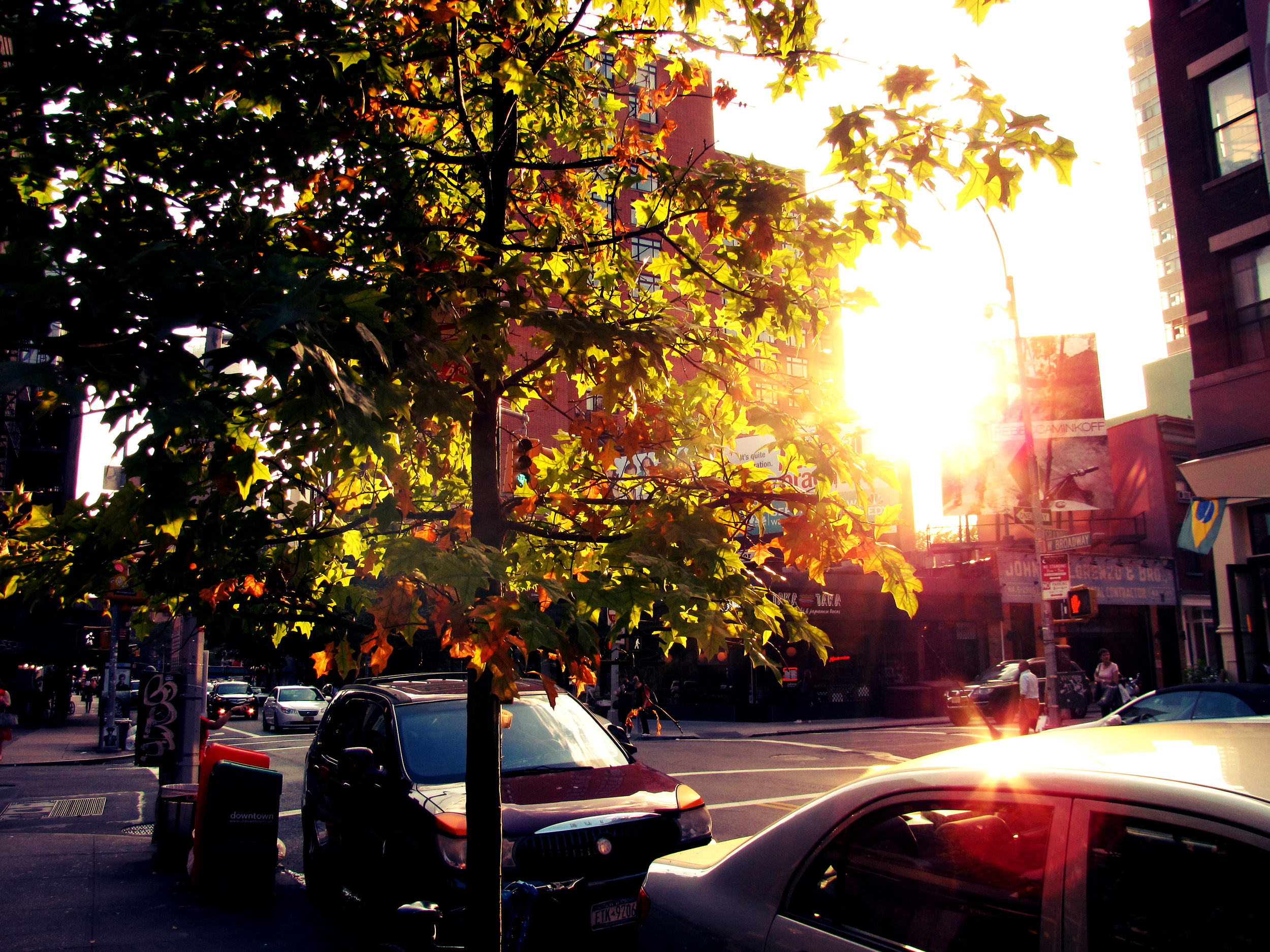 Autumn Tree NYC.jpg