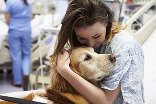 Therapy animals may provide emotional support for those undergoing cancer treatment.
