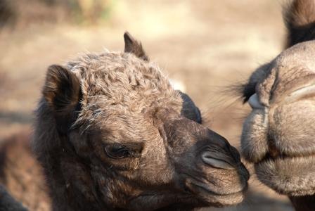 Camel Conservation Farm — CAMEL KARMA