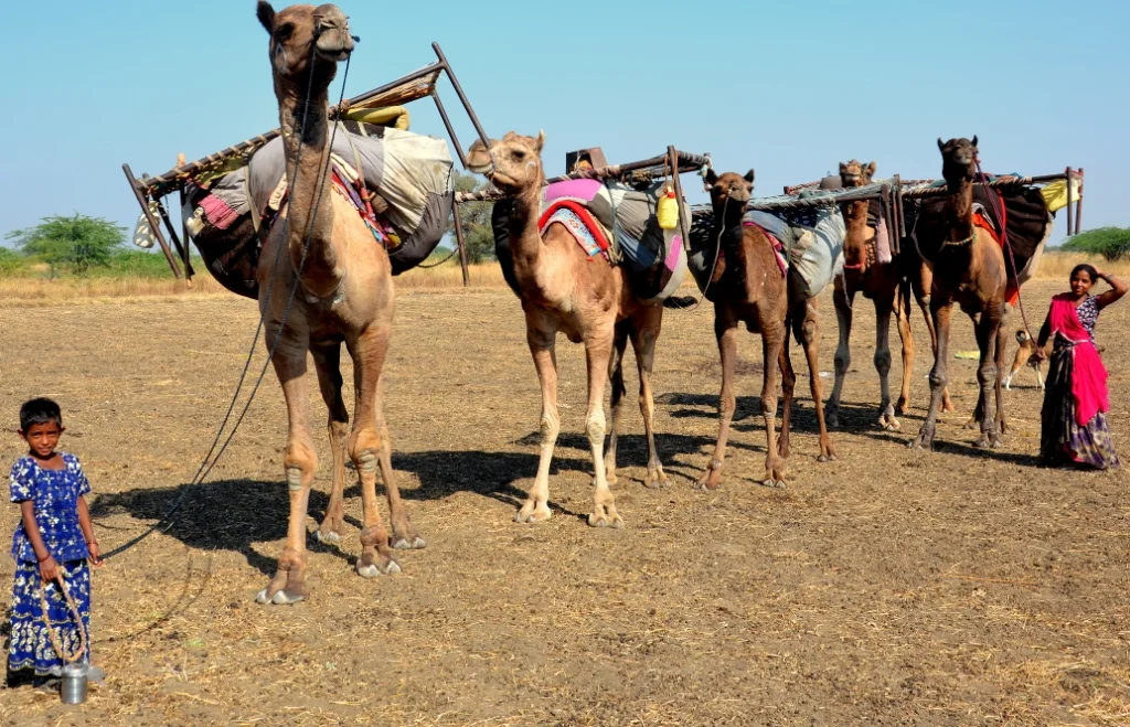  These truly gentle giants help sheep nomads to move their households