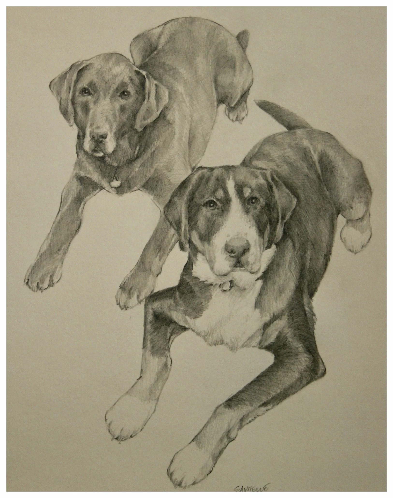 8"x10" dog portrait/ pencil drawing