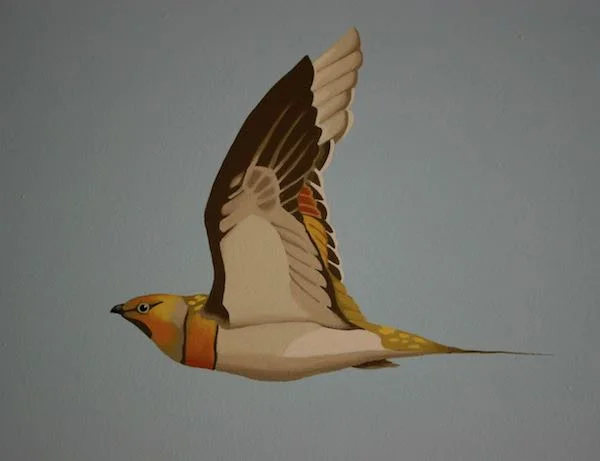Pin-tailed sandgrouse detail