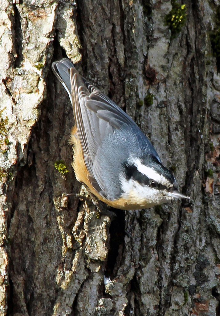   Red-breasted Nuthatch (male), Vernon, CT  