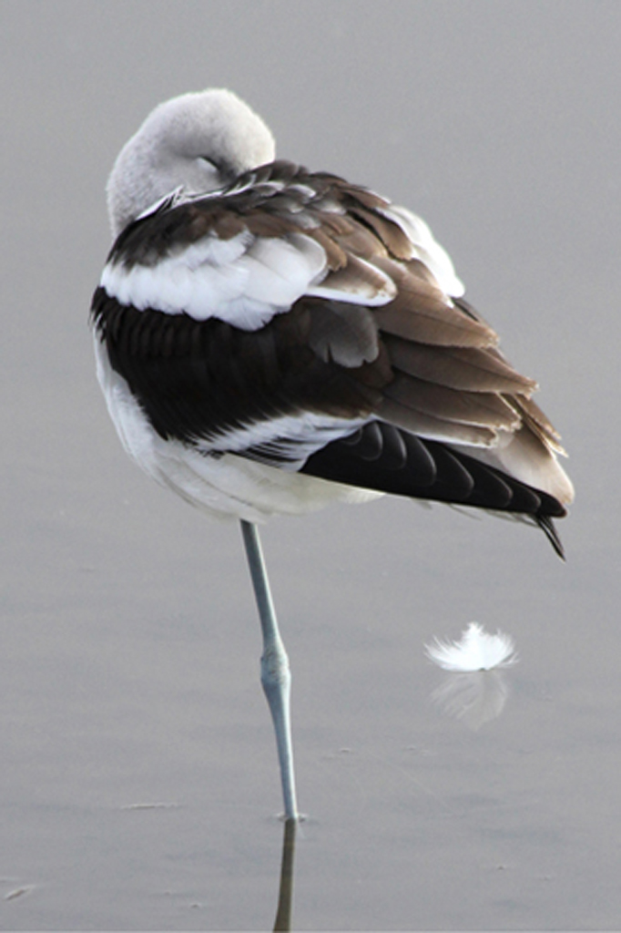   American Avocet, East Hartford, CT  