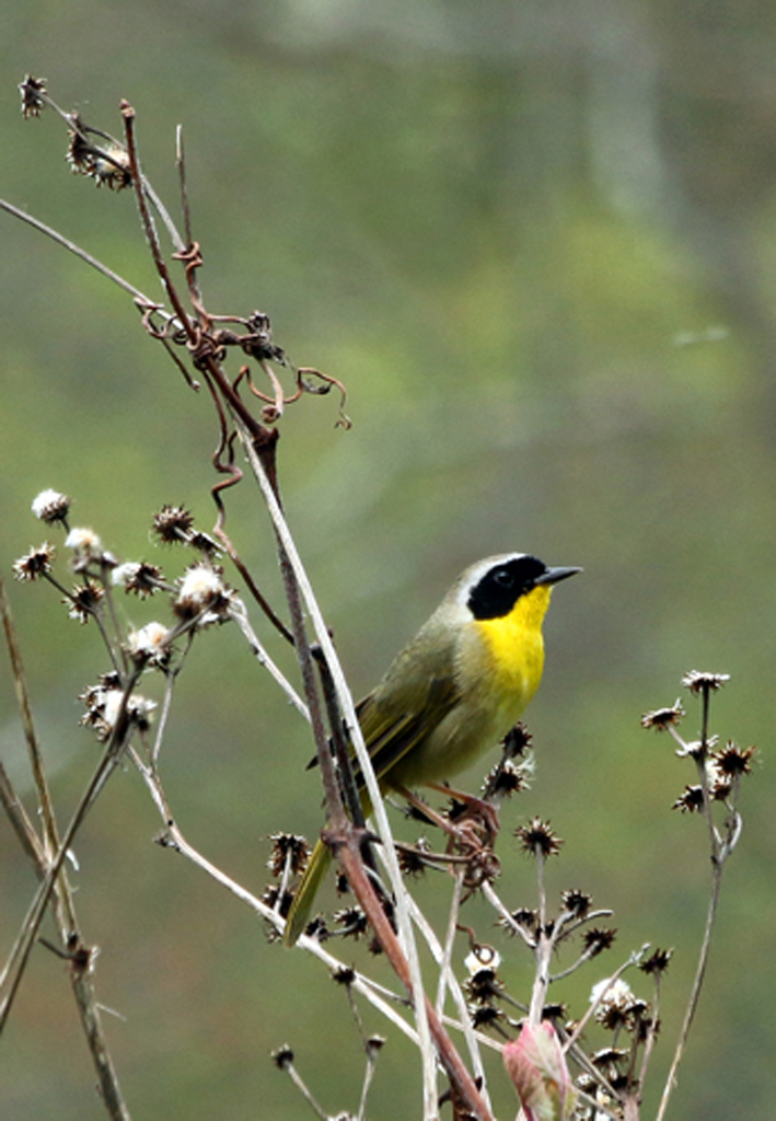   Common Yellowthroat (male), Vernon, CT  