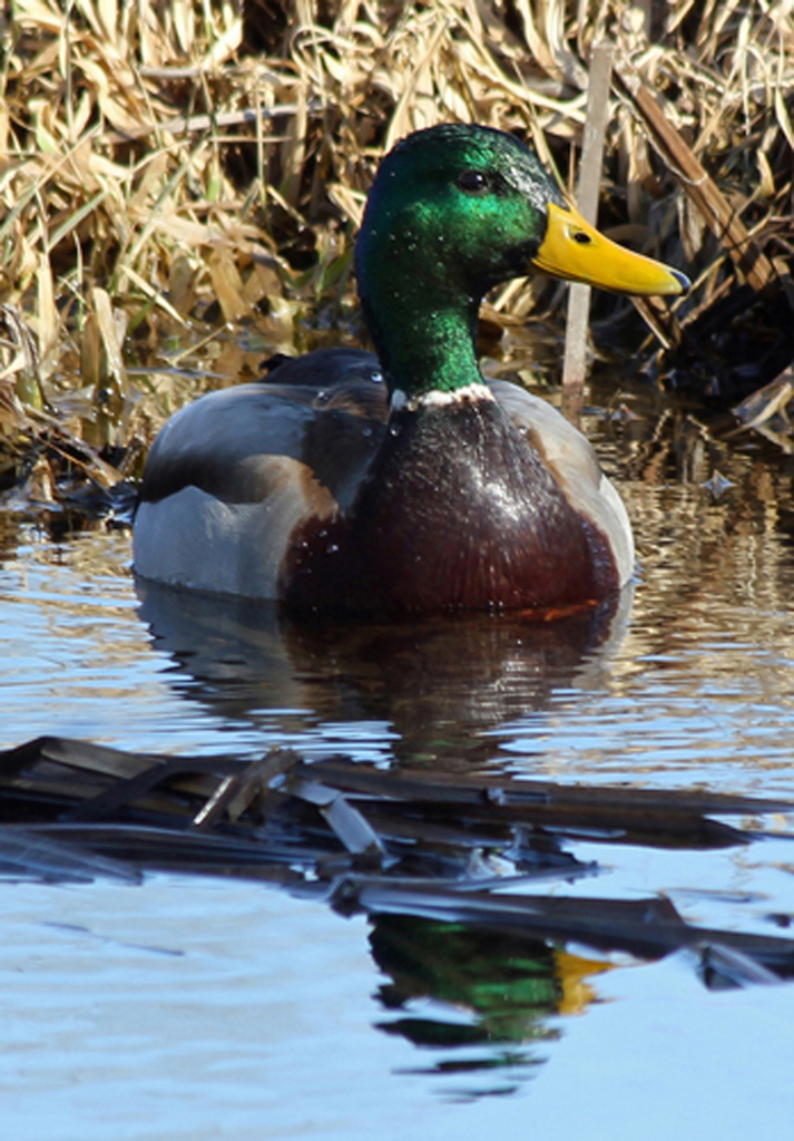   Mallard (male), South Windsor, CT  