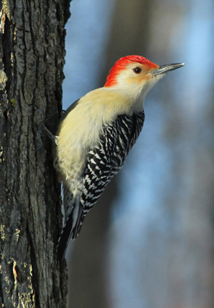   Red-bellied Woodpecker (male), Vernon, CT  