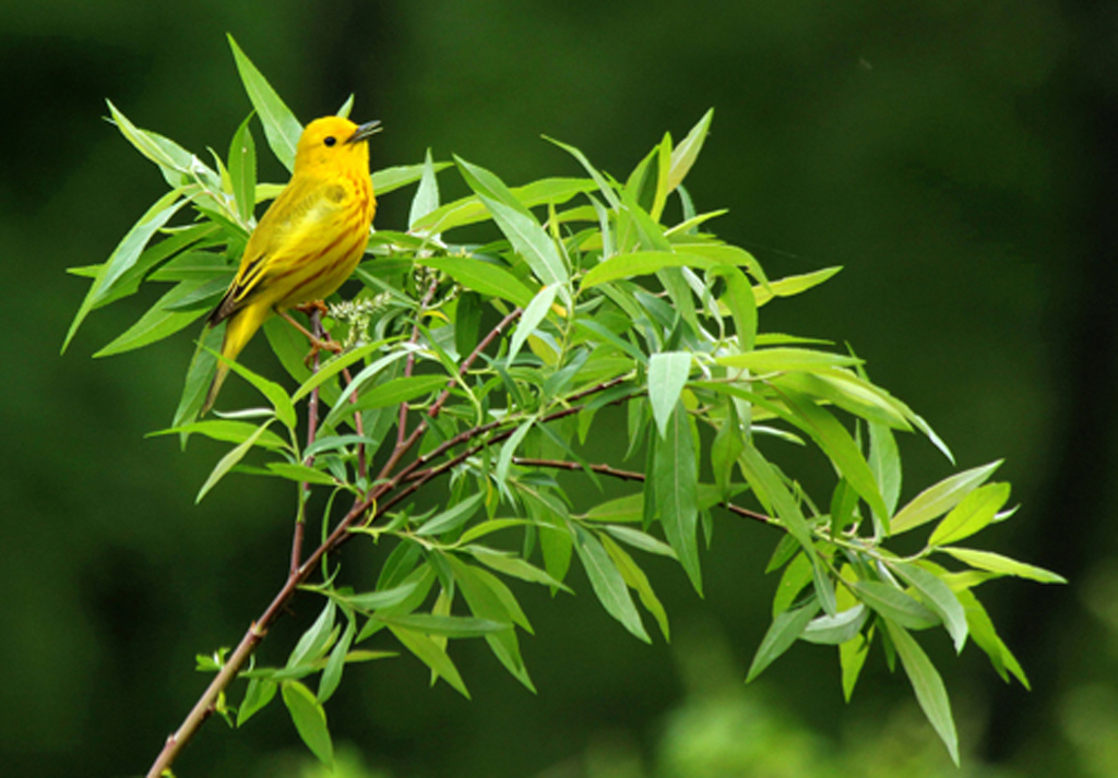   Yellow Warbler (male), Vernon, CT  