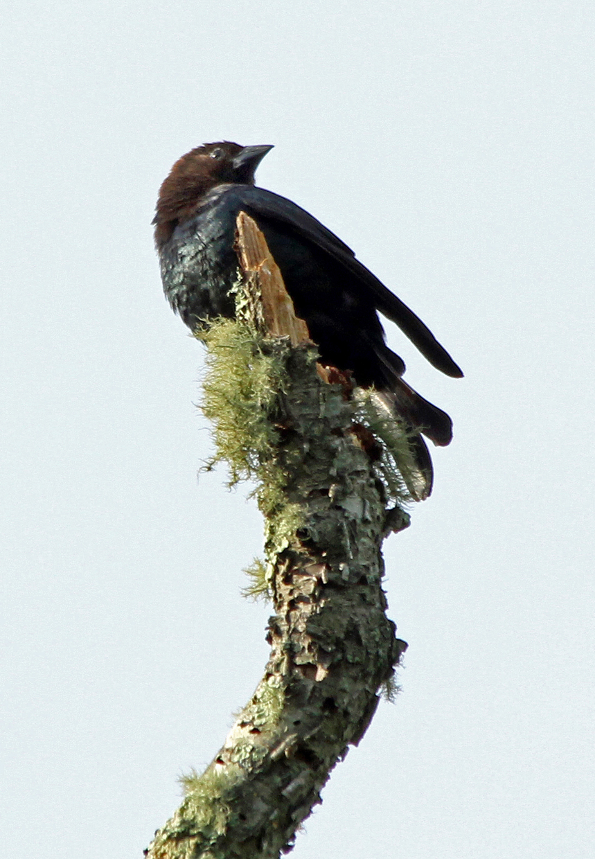   Brown-headed Cowbird (male), Stonington, CT  