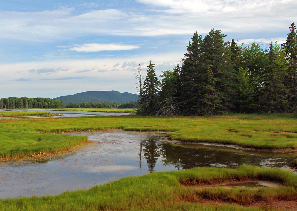 Bass Harbor Marsh, Mount Desert Island, ME