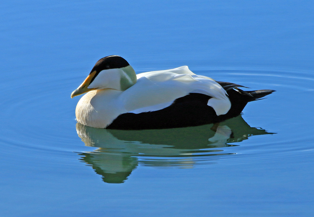   Common Eider (male), Bildudalur, Iceland  