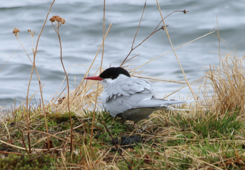   Arctic Tern, Lake Myvatn, Iceland  