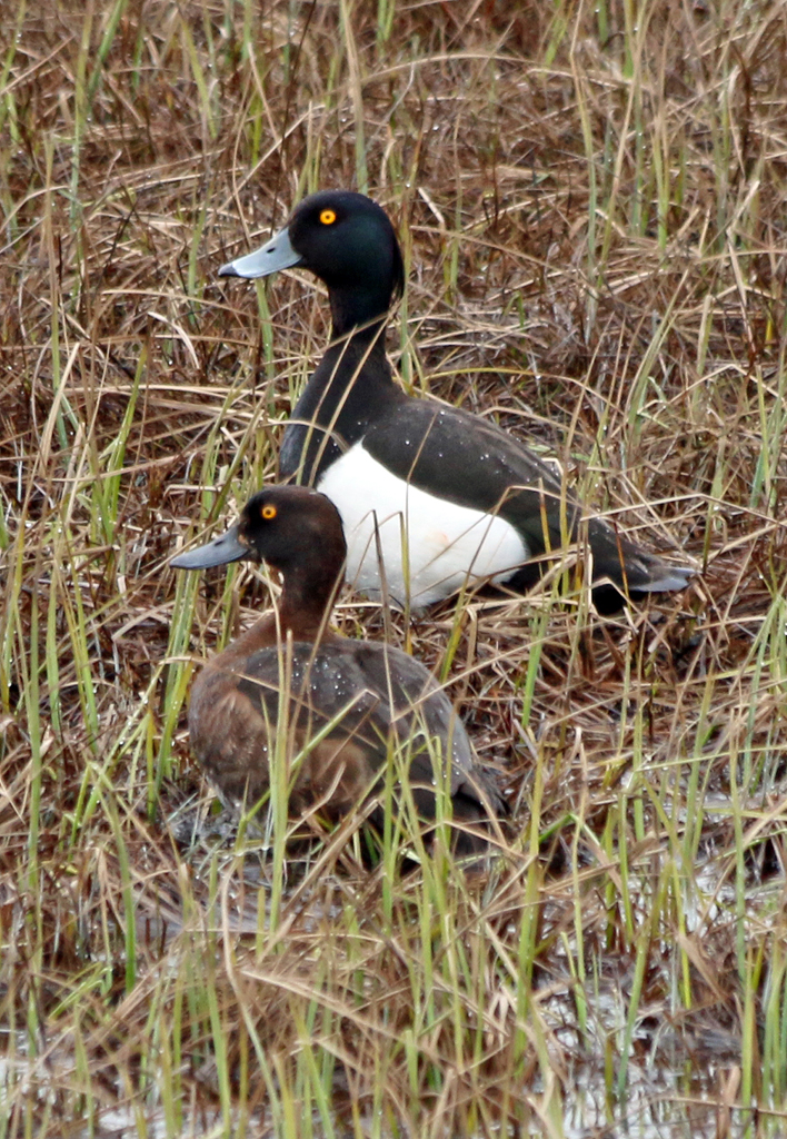   Tufted Duck (female-front, male-rear), Lake Myvatn, Iceland  