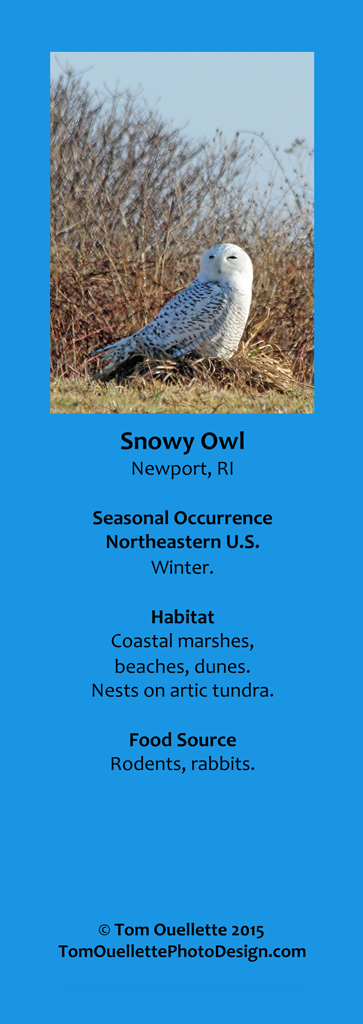 8 SS A11 Snowy Owl.jpg