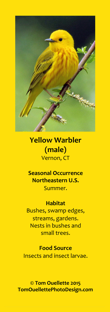 7 SS A16 Yellow Warbler.jpg