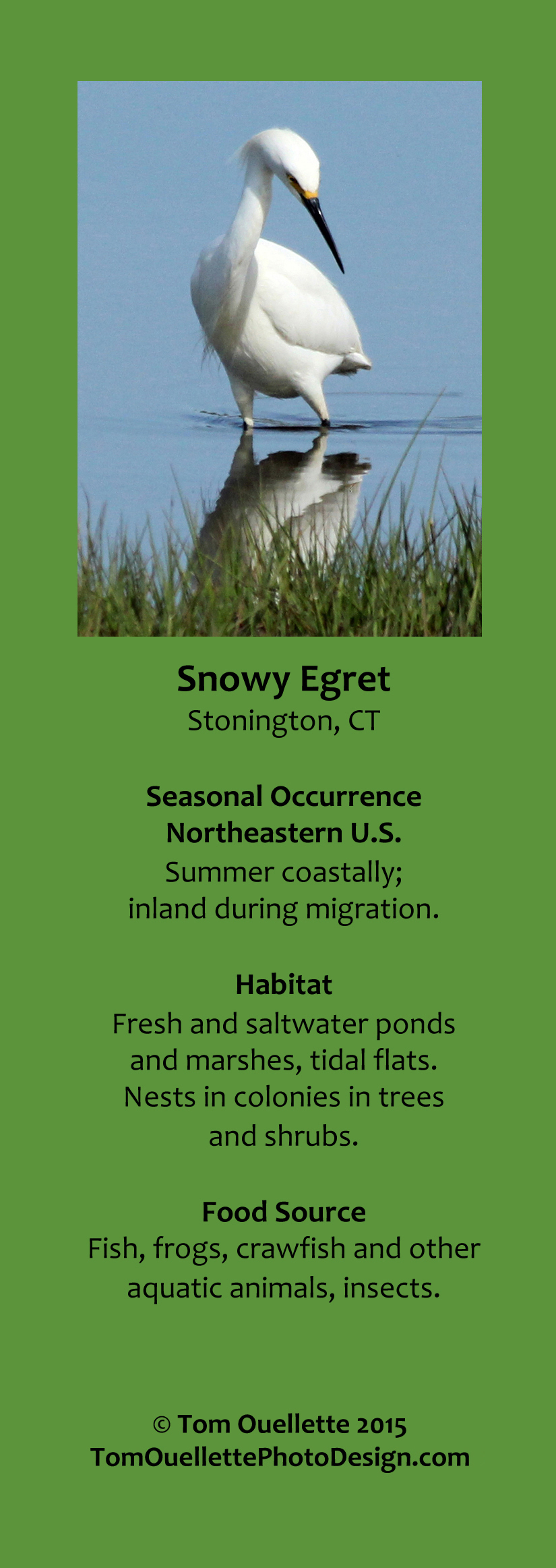 9 SS A10 Snowy Egret.jpg