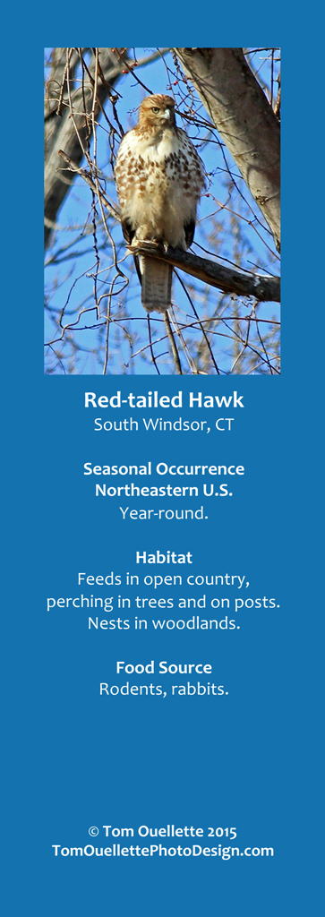 14 SS A9 Red-tailed Hawk.jpg