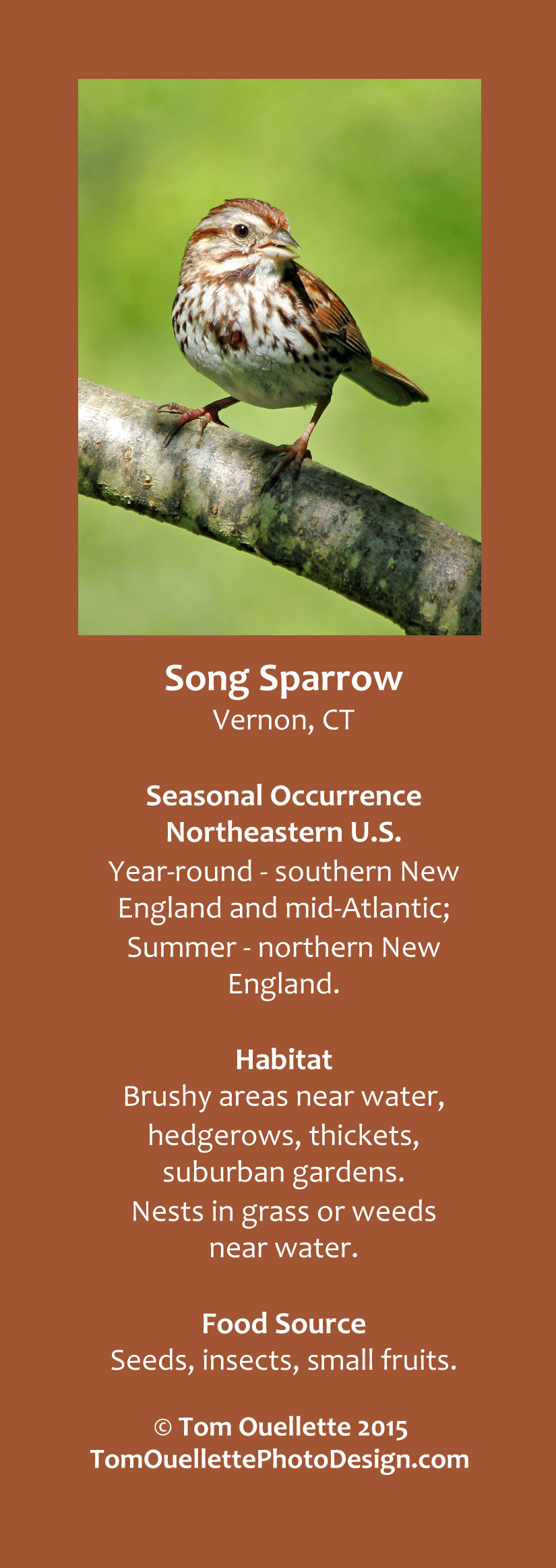 13 SS A12 Song Sparrow.jpg