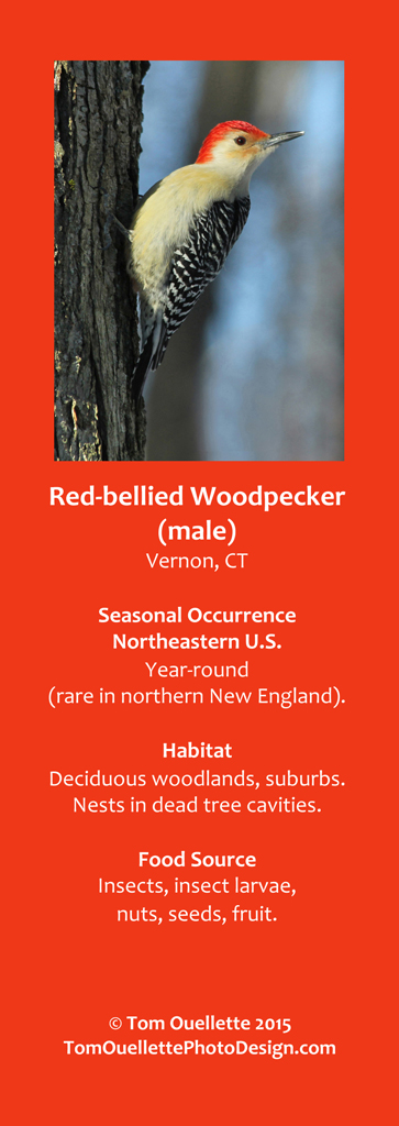16 SS A7 Red-bellied Woodpecker.jpg