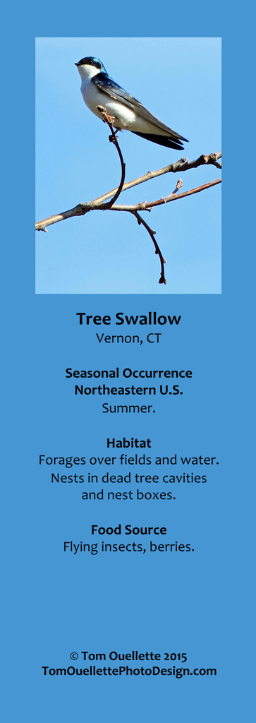 17 SS A13 Tree Swallow.jpg