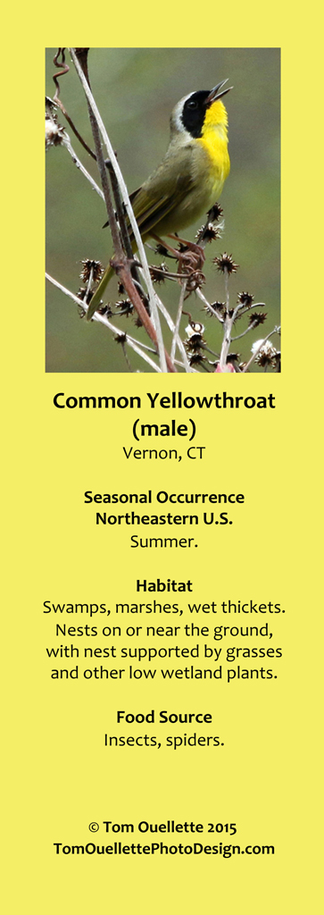 15 SS A17 Common Yellowthroat.jpg
