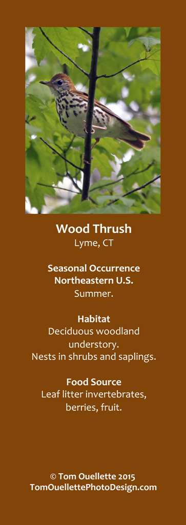18 SS A15 Wood Thrush.jpg