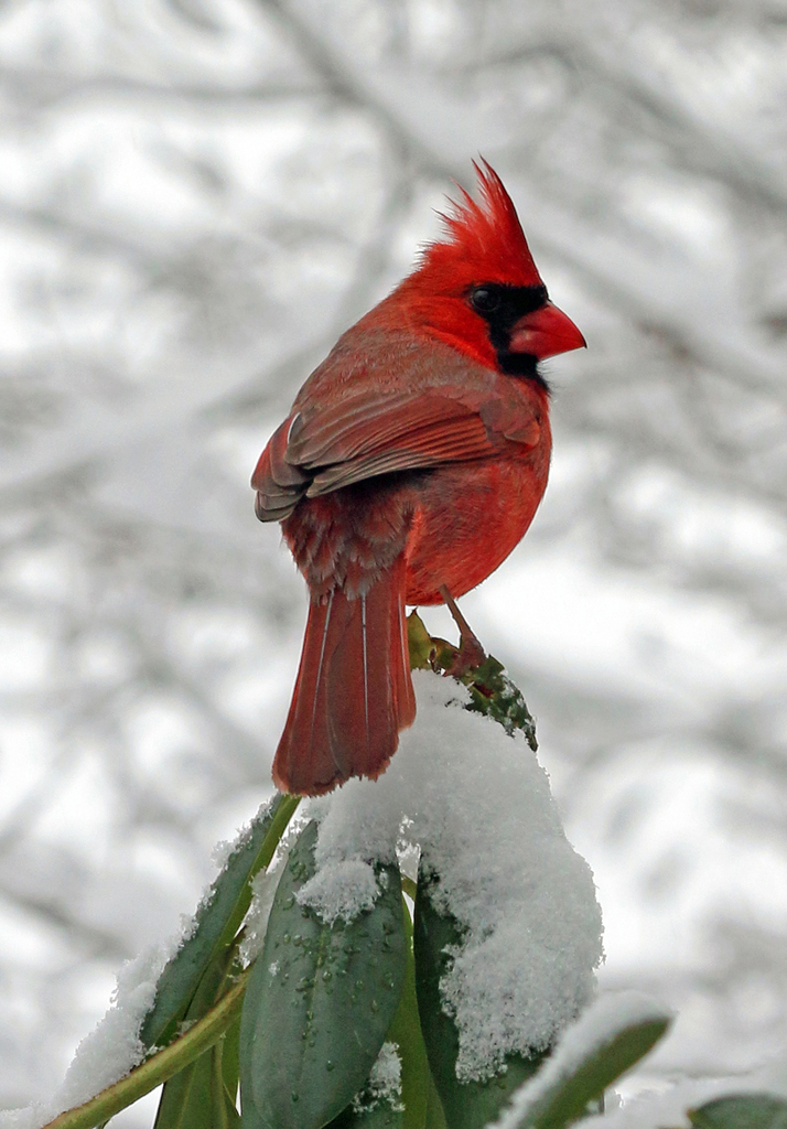   Northern Cardinal (male), Vernon, CT  