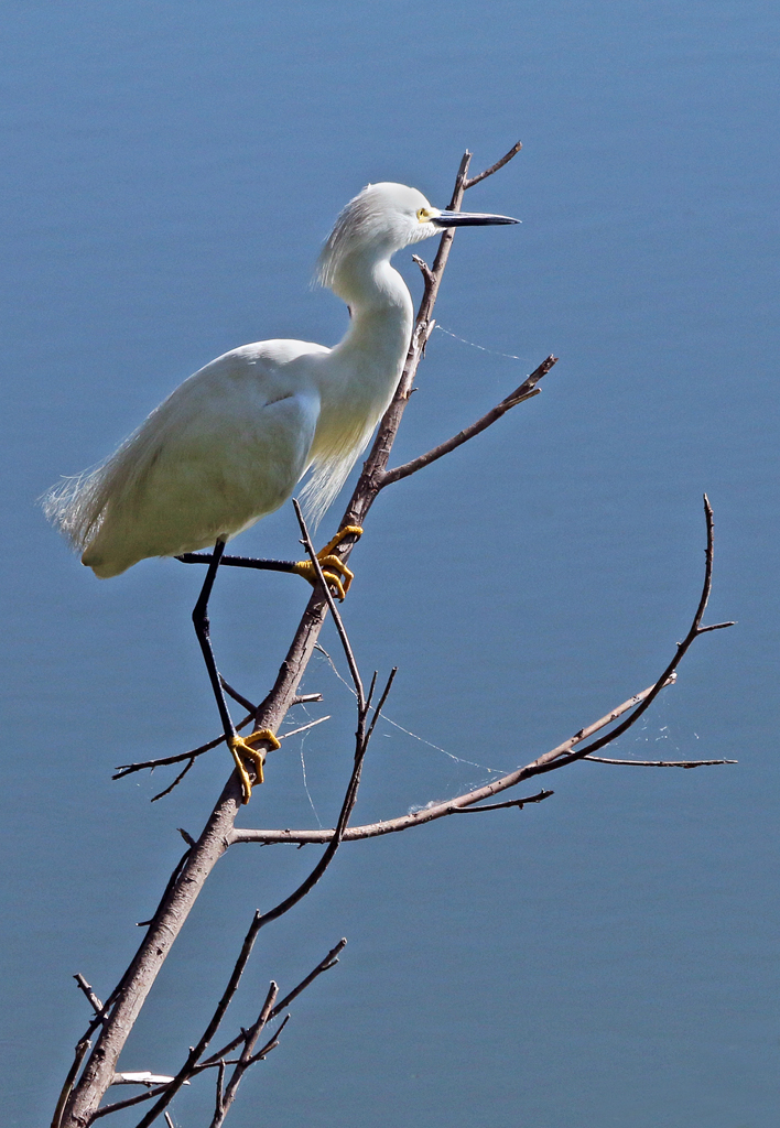   Snowy Egret, High Island, TX  