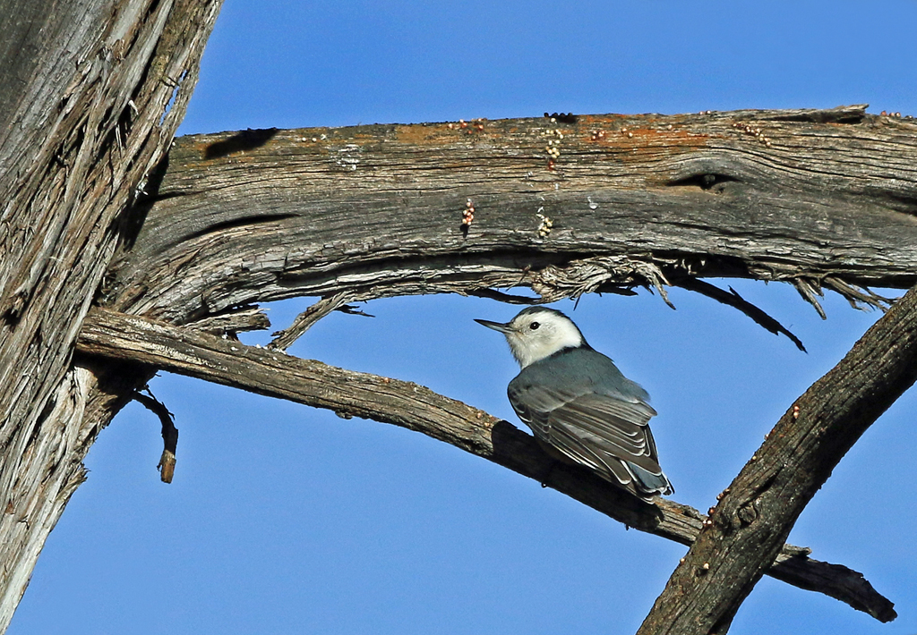   White-breasted Nuthatch, Grand Canyon, AZ    