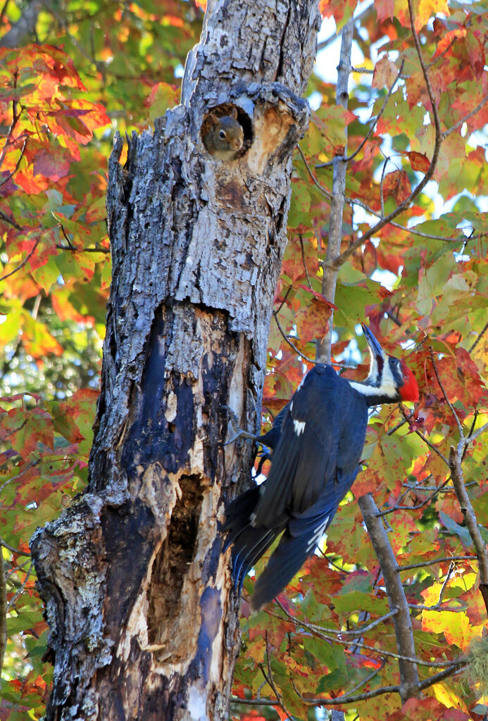   Pileated Woodpecker and Red Squirrel, White Mountains Nat. Forest, NH  