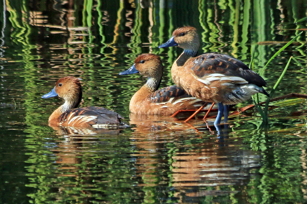   Fulvous Whistling-Ducks, Lake Apopka, Orlando, FL  