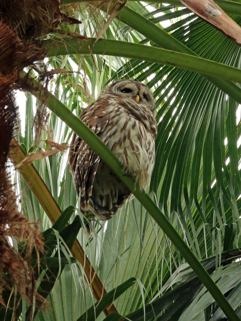   Barred Owl, Mead Botanical Garden, Orlando, FL  