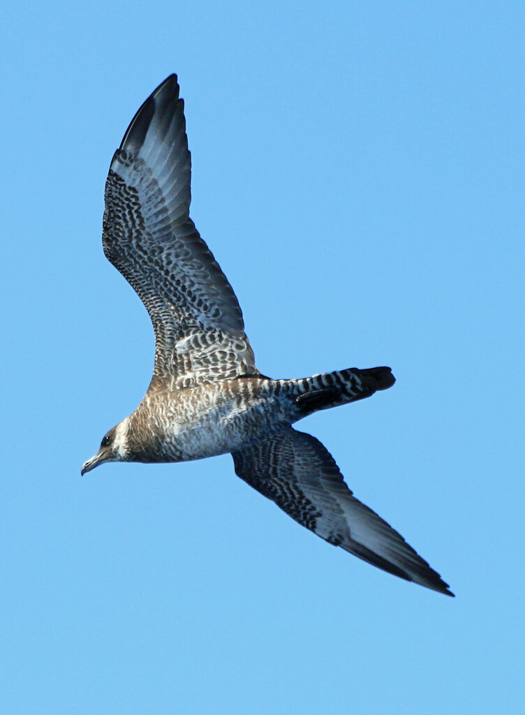   Pomarine Jaeger, Outer Banks, NC  