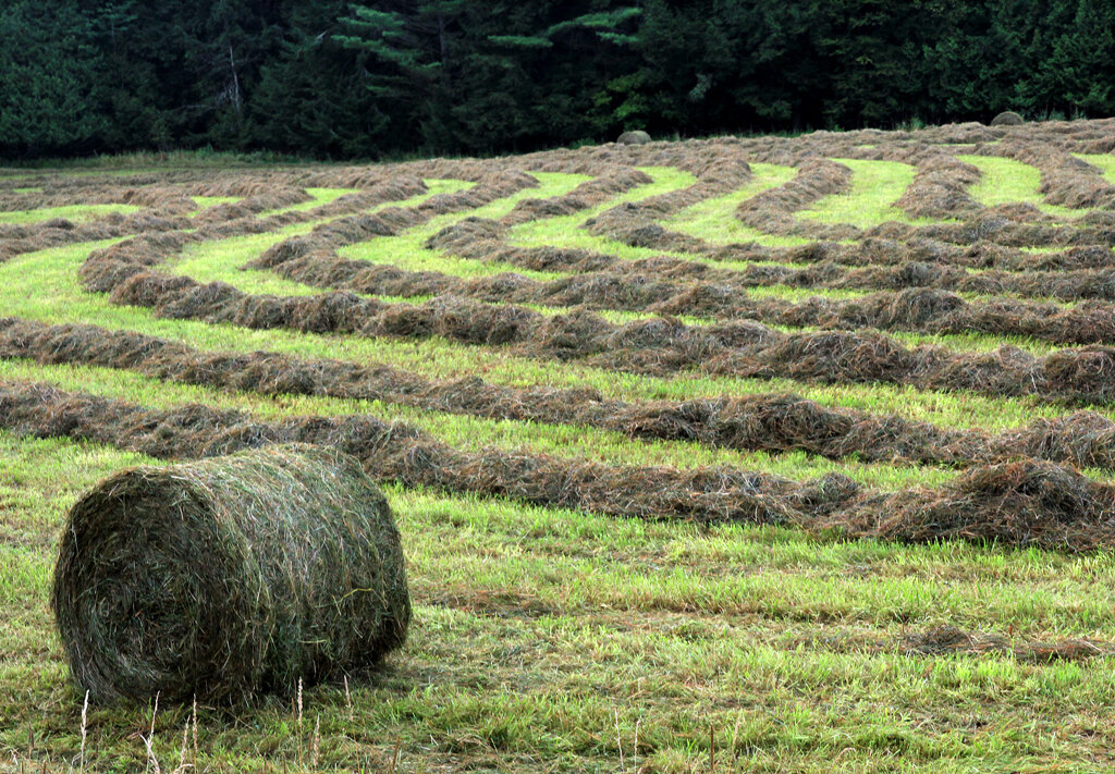   Summer Harvest, Peacham, VT  