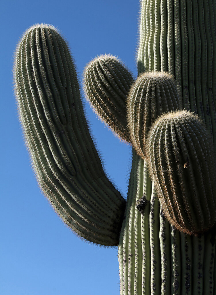   Saguaro Cactus, Saguaro Nat. Park, AZ  